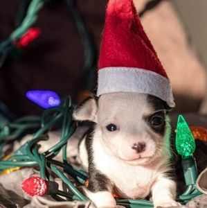 Meet your Posher, Laurie